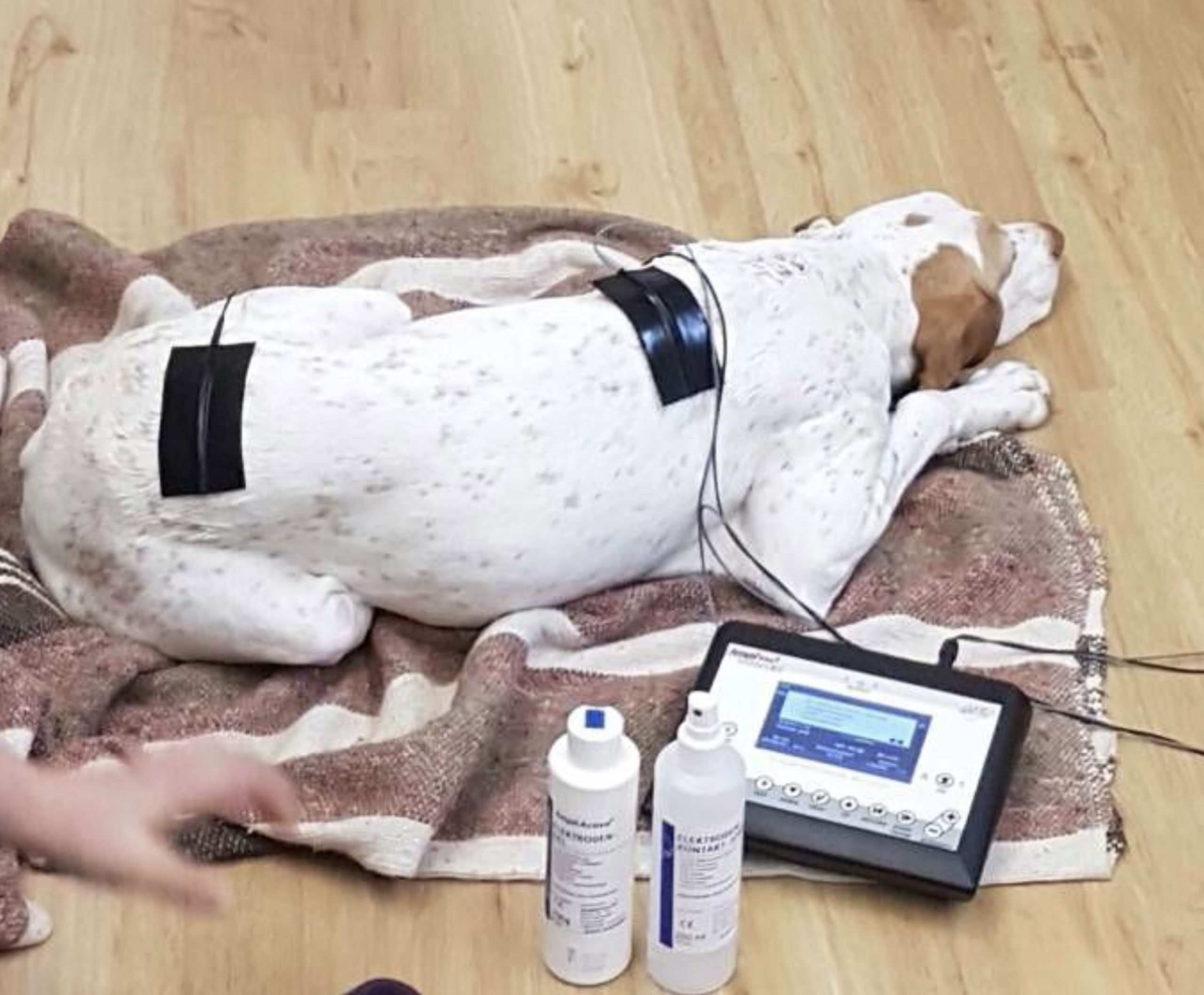 Hundephysiotherapie-Hundegutshof-Ems